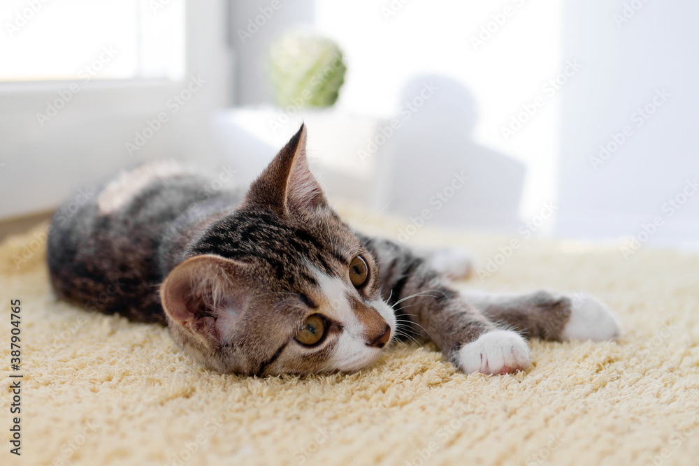 Small white tabby kitten with green eyes is lying on yellow blanket near to window.