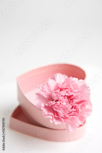carnation in gift box