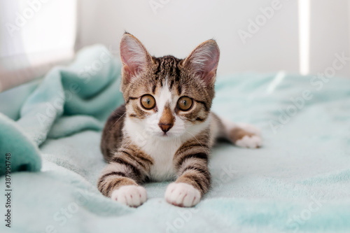 Small white tabby kitten with green eyes is lying on a blue blanket near to window and looking into the camera.