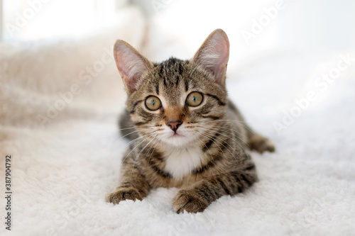 Portrait of small adorable tabby kitten with yellow eyes on white blanket near to window.