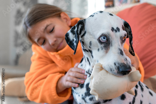 The Dalmatian dog holds his favorite toy in his teeth, and the girl tries to take it away. Dog with heterochromia. Focus on a dog, a girl in defocus.Shallow depth of field.