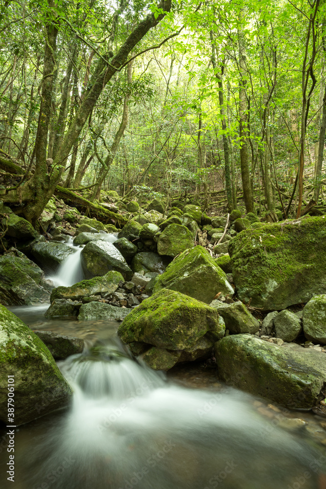 森の中の苔むした沢山の石と清流