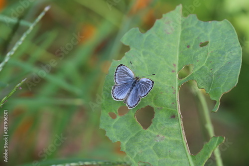 秋の野原の枯草に止まるヤマトシジミ蝶 photo