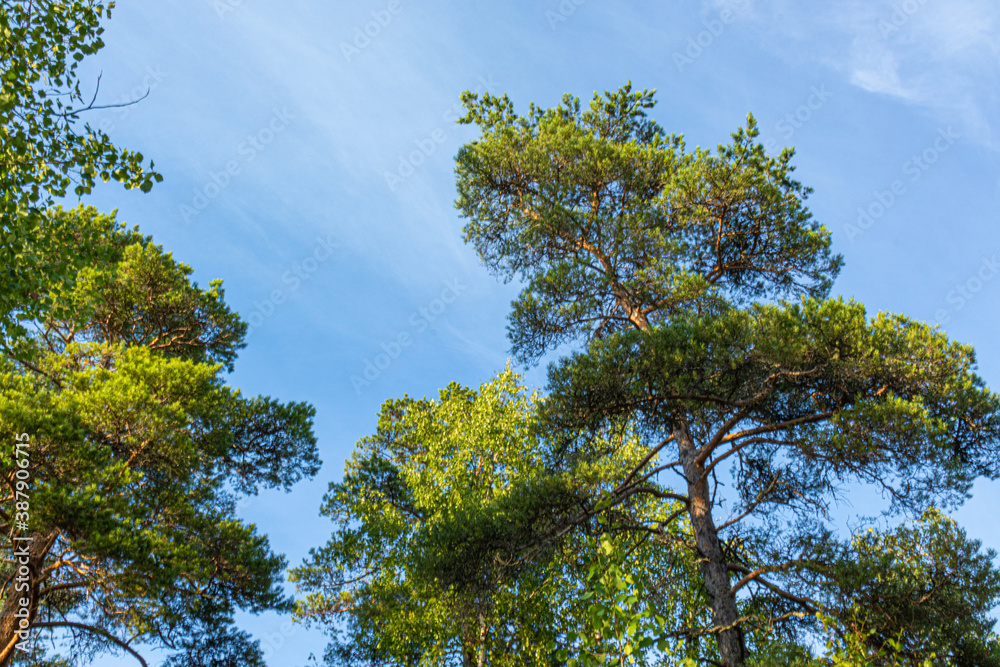 beautiful, natural coniferous trees in the forest, Park against the blue sky
beautiful, natural coniferous trees in the forest, Park against the blue sky