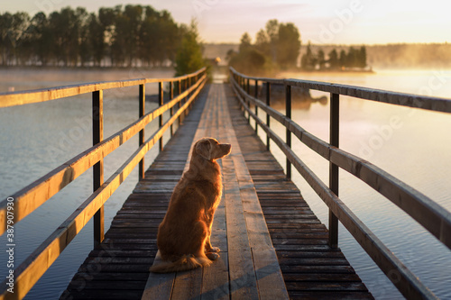 dog on a wooden bridge on the fog lake. Nova Scotia Duck Tolling Retriever at dawn
