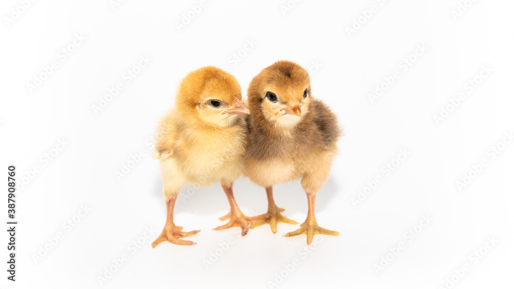 cute chick on white background. cute chick on white background.