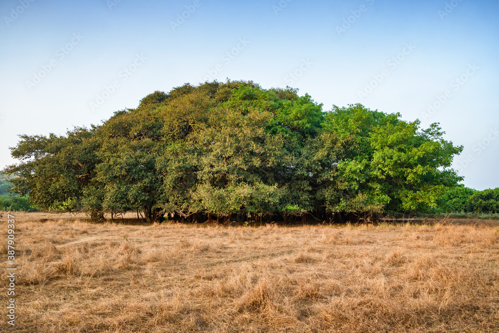 Amazing Banyan Tree, Ficus benghalensis in India.