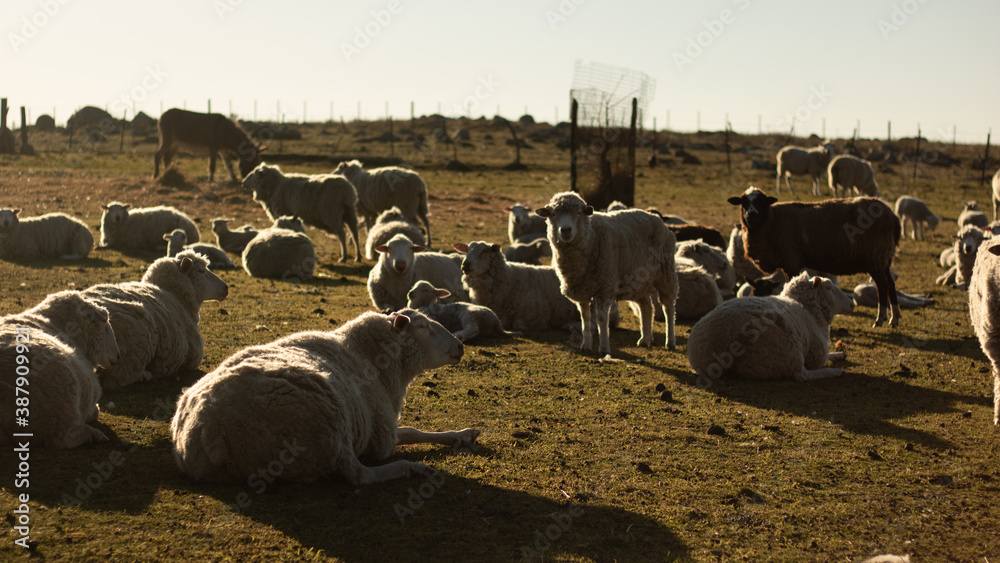 Fototapeta premium sheeps ina farm