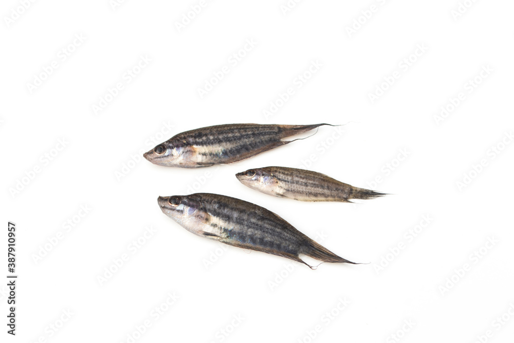 Trichopsis fish on white background.(Trichopsis vittata)(Trichopsis schalleri) Trichopsis fish on white background.(Trichopsis vittata)(Trichopsis schalleri)