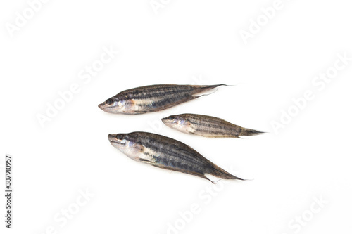 Trichopsis fish on white background.(Trichopsis vittata)(Trichopsis schalleri)