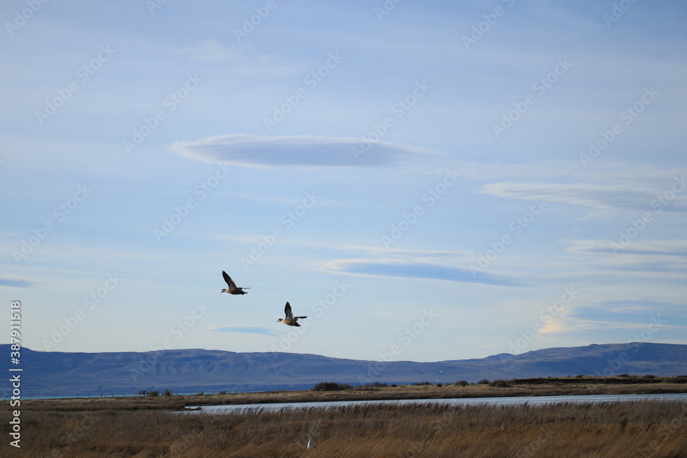aves en vuelo aves en vuelo