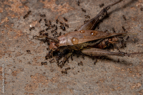 African Big-headed Ant preying on a True Cricket photo