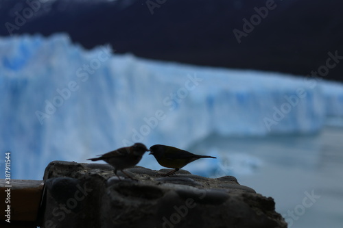 amor de pajaritos y glaciar photo