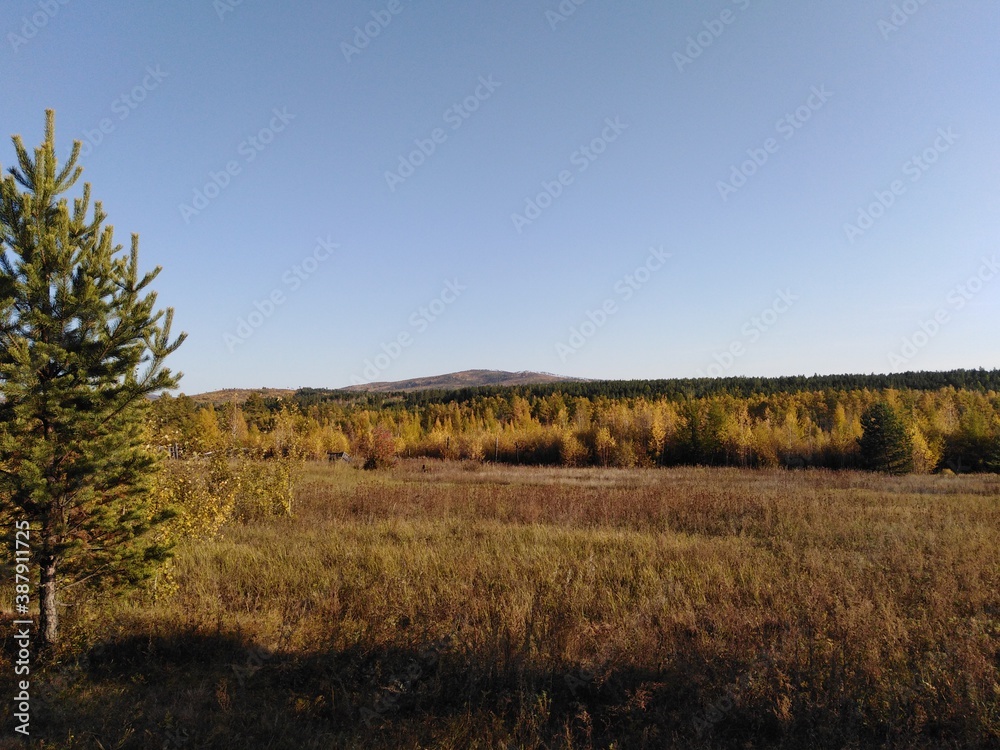 Obraz premium landscape with trees