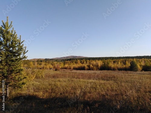 landscape with trees