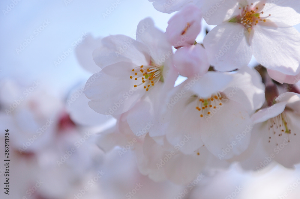 桜