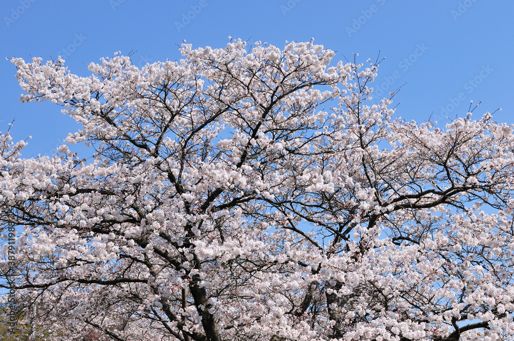 桜