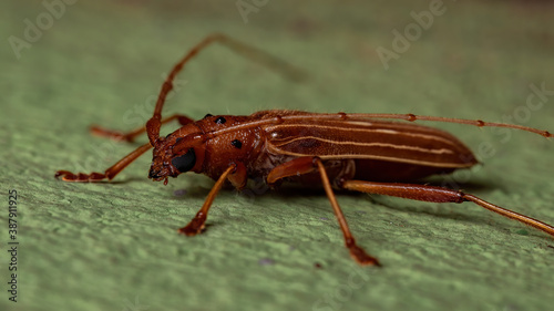 Typical Longhorn Beetle photo