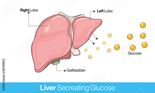 Human liver anatomy showing gallbladder and secreting glucose vector design concept photo