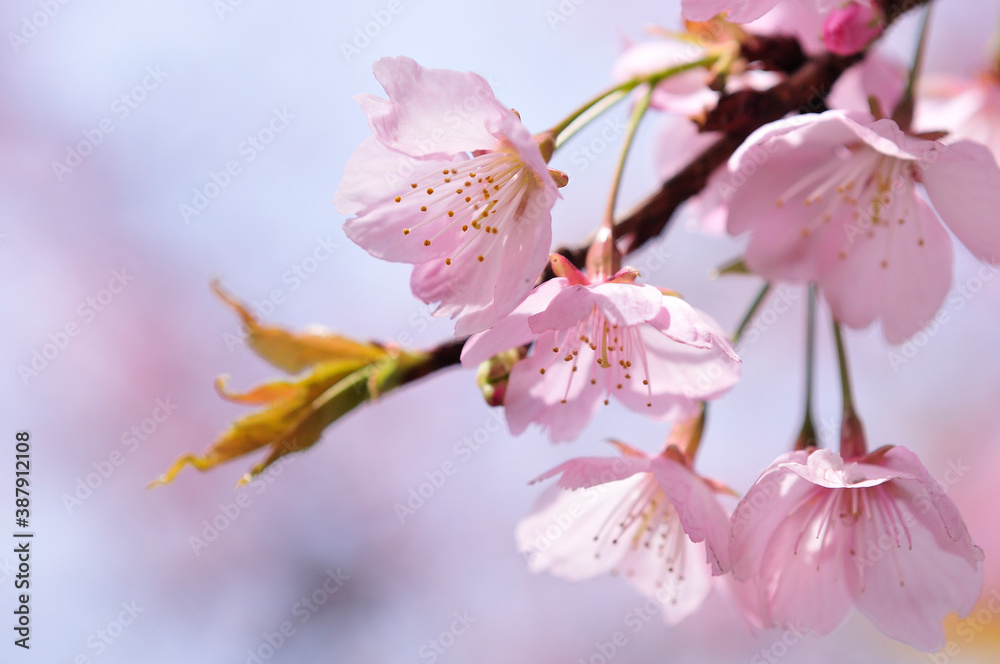桜 桜