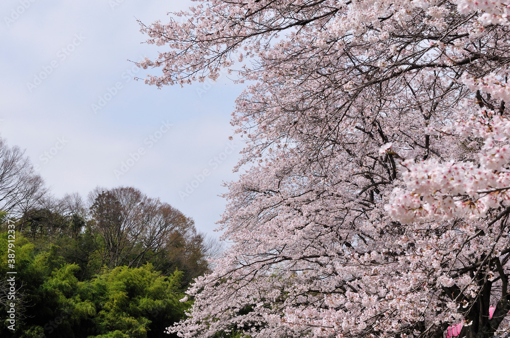 桜