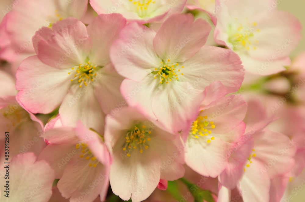 桜 桜