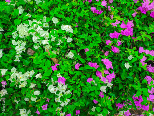 Bougainvillea background, bougainvillea in the garden