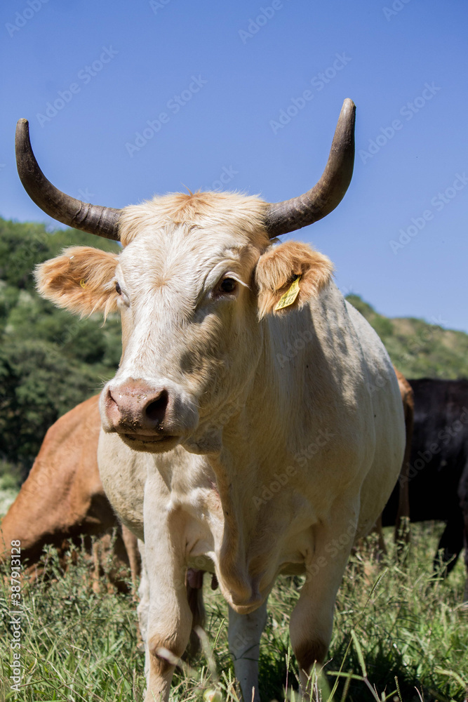 Vaca. Vaca.