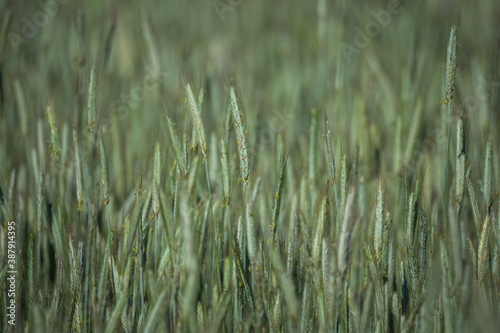 Green grain. Ears of grain growing in the field. Spring