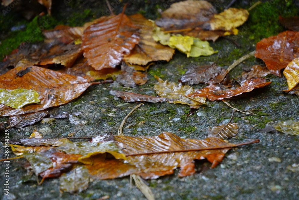 雨の歩道と落ち葉/The promenade and autumn leaves in rainy day 雨の歩道と落ち葉/The promenade and autumn leaves in rainy day