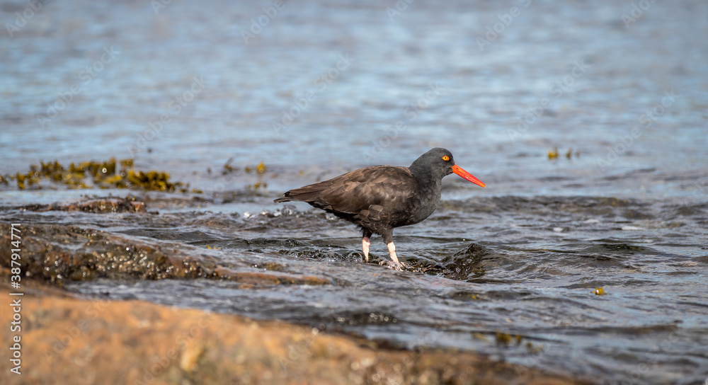 A black oyster catcher A black oyster catcher
