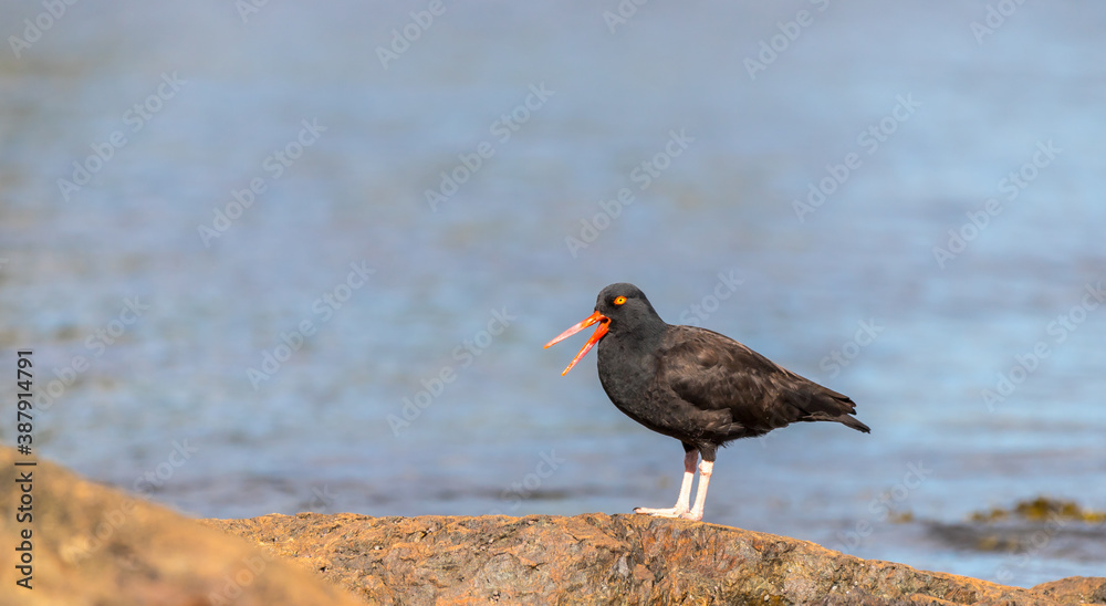 A black oyster catcher A black oyster catcher