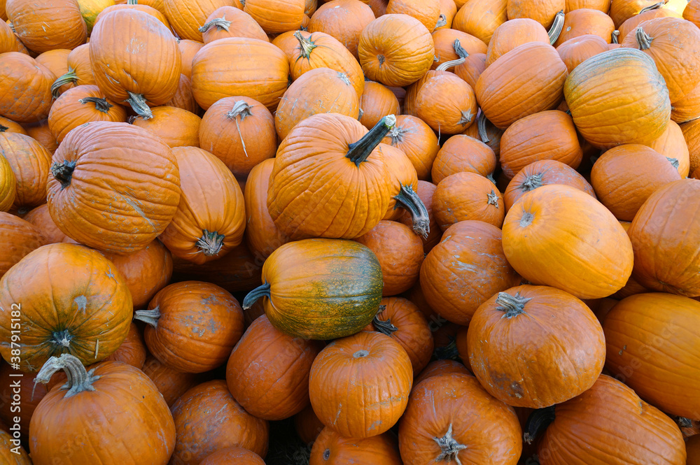 pumpkin harvest in autumn season