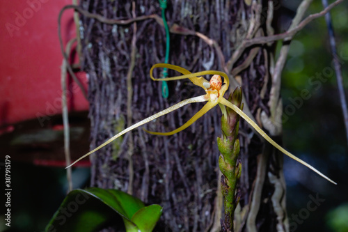 a native orchid species 'Thrixspermum raciborskii' close up photo photo