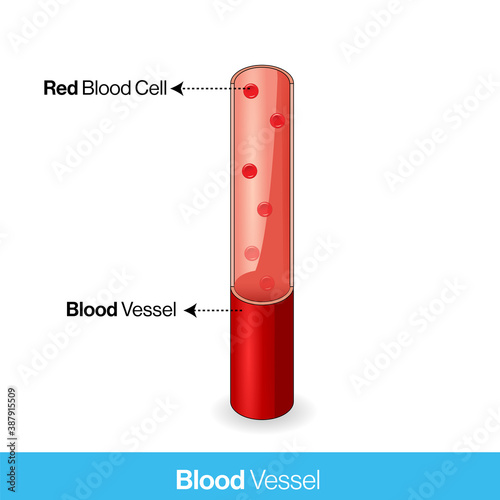 Cross section of blood vessel, Artery or capillary of Human body  showing movement of Red blood cells vector diagram, 