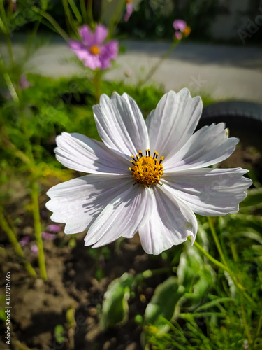 white daisy in the garden © aleksey24