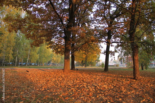 autumn trees in the park