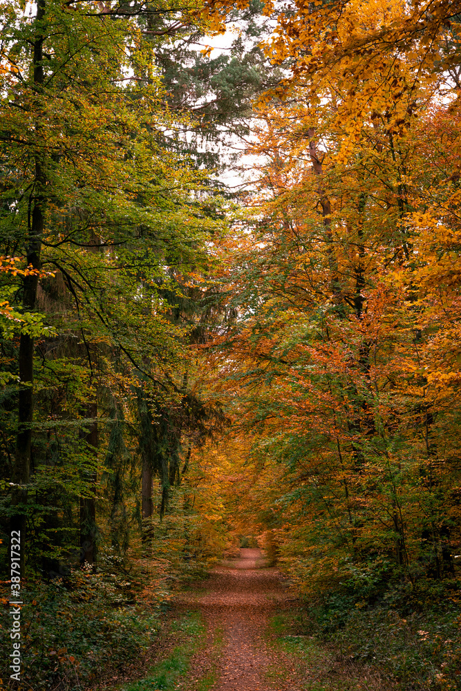 Autumn path way in the forest