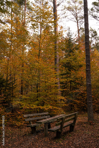 Bench in autumn forest