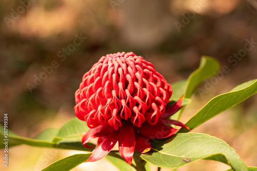 Single Red Waratah Flower close up