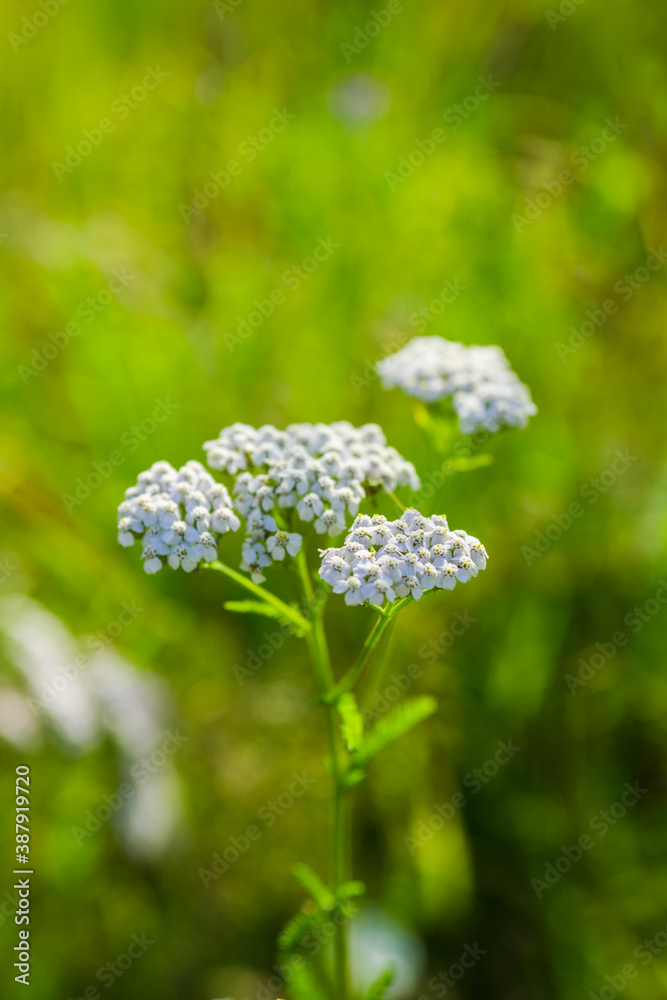 Wild plants on the summer field. Selective focus. Shallow depth of field. Wild plants on the summer field. Selective focus. Shallow depth of field.