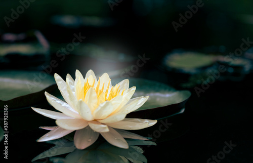 Beautiful Thai Lotus that have been appreciated with dark blue water surface