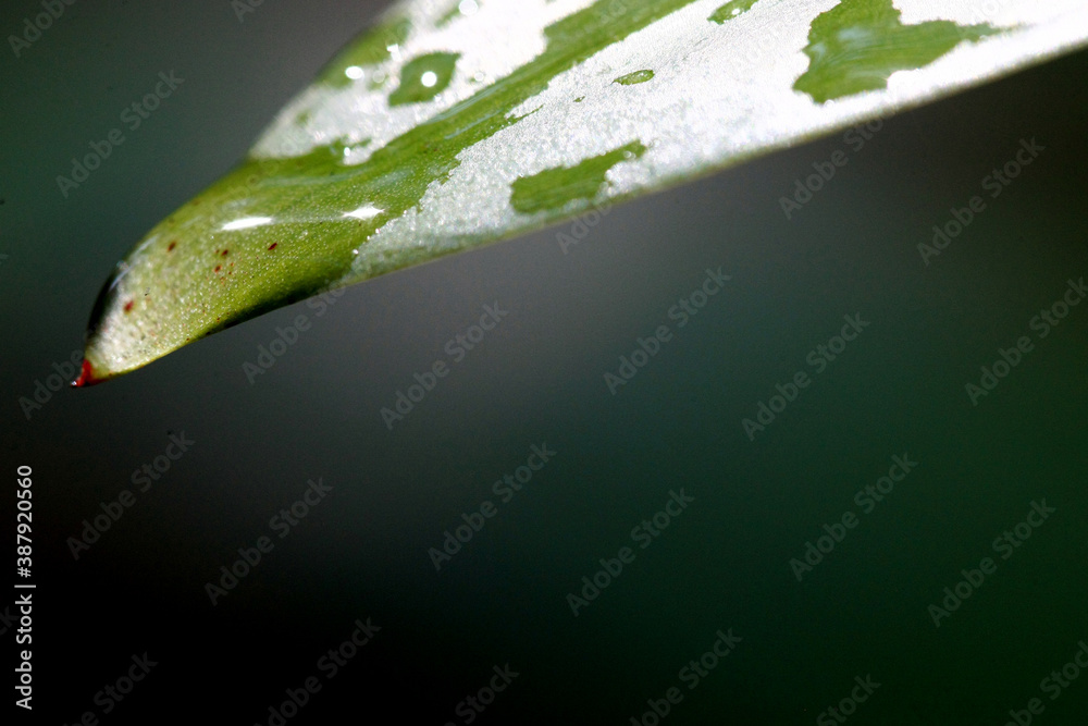 Leaves Tropical forest trees texture background wallpaper Leaves Tropical forest trees texture background wallpaper