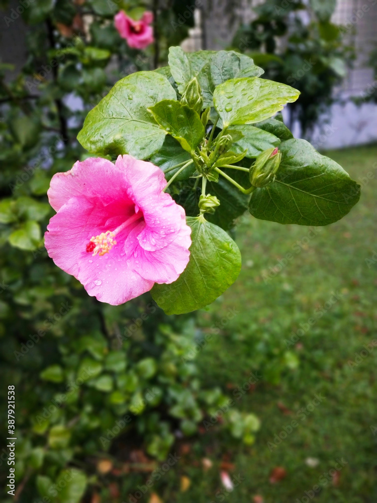 Fototapeta premium pink flowers