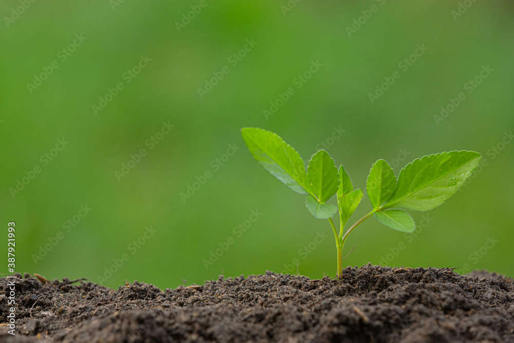 Fototapeta premium close up picture of the sapling of the plant is growing
