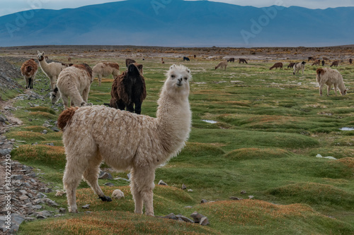 llama in the mountains © rodolfo