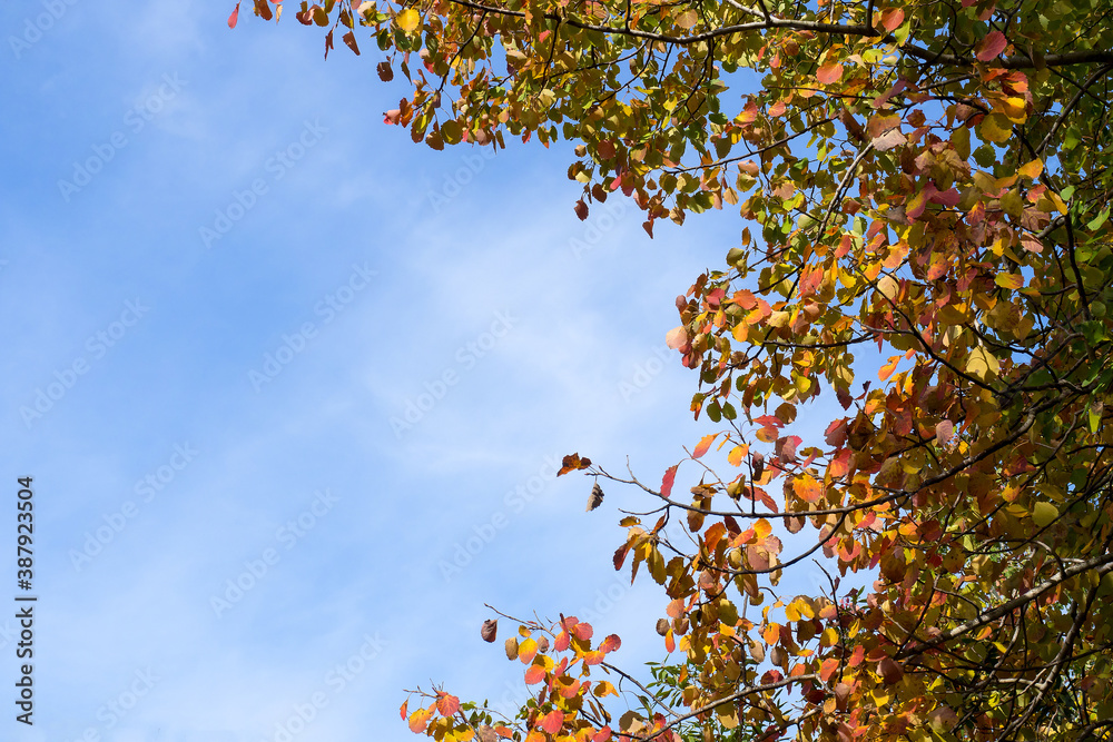 Crown of a tree with variegated foliage against a background of blue sky and clouds. Autumn landscape. Crown of a tree with variegated foliage against a background of blue sky and clouds. Autumn landscape.