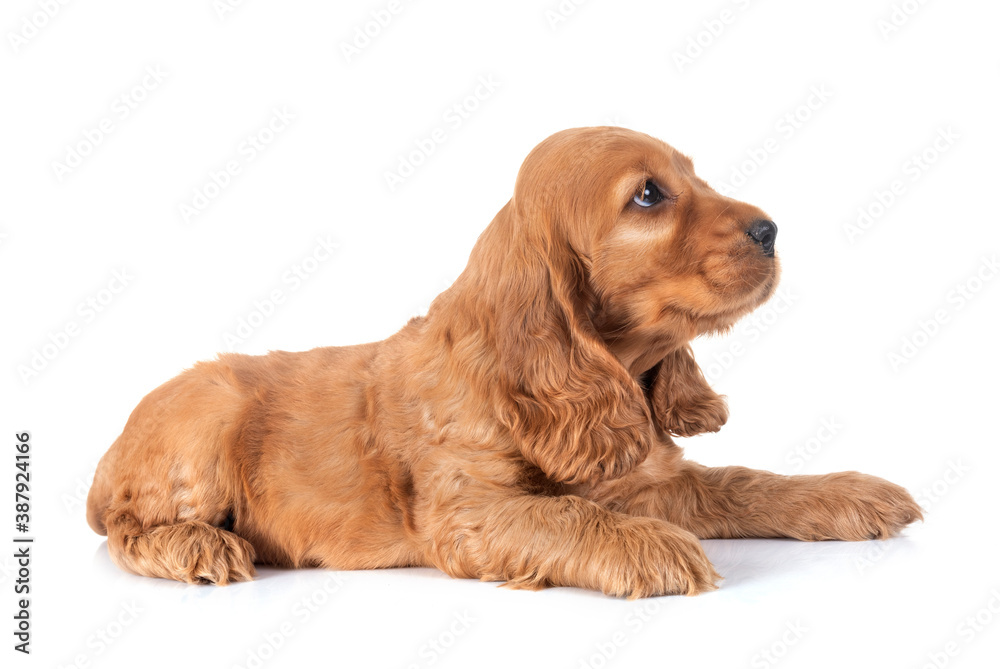 puppy cocker spaniel