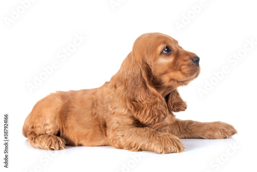 puppy cocker spaniel