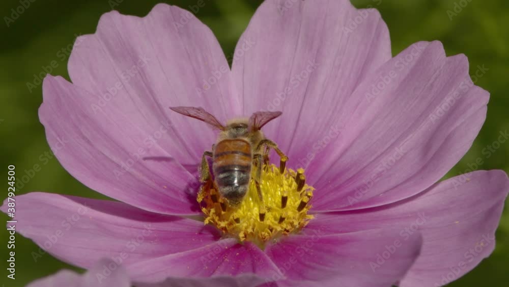 Native bee feeding on pink flower. Native bee feeding on pink flower.